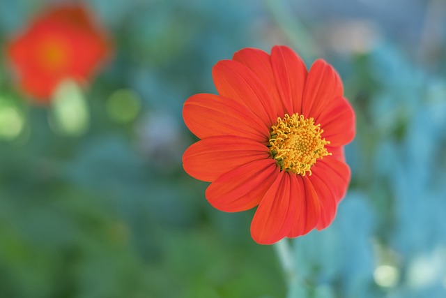 明星球员往 明星球员往